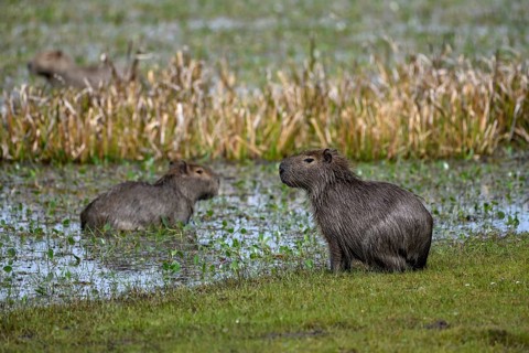 Capybaras (Hydrochoerus hydrochaeris), Cambyretá, Esteros del Iberá, Corrientes Province,