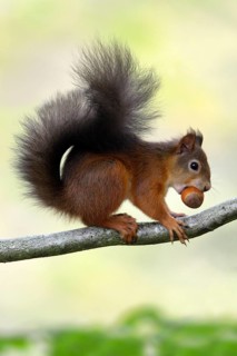 Squirrel with hazelnut, Northumberland National Park, Eurasian red squirrel (Sciurus vulgaris),