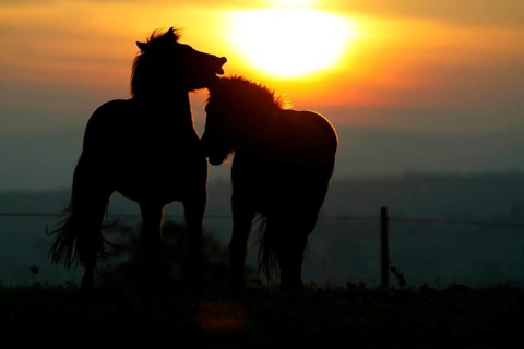 Islandic Horses at sunset, Icelandic ponies at sunset, Icelanders