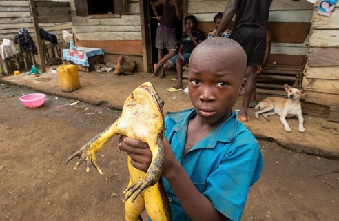 Boy holding a goliath frog (Conraua goliath), Mangamba in Nkongsamba, Littoral Province, Cameroon,