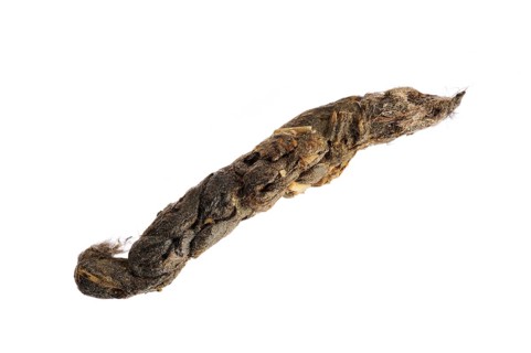 Stoat (Mustela erminea) Close-up of faeces with bone fragments and hair on white background