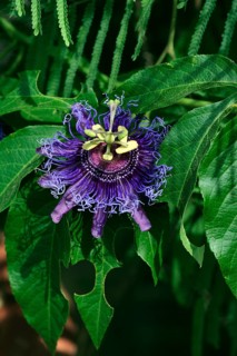 Maypop (Passiflora incarnata), Arizona, USA, Passion Flower, Passion Vine Flower, North America