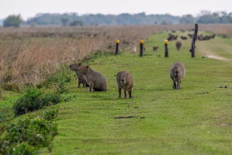 Capybaras (Hydrochoerus hydrochaeris), Cambyretá, Esteros del Iberá, Corrientes Province,