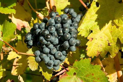 Vine. The wine-growing region of Saxony is one of the smallest and most north-easterly in Germany.