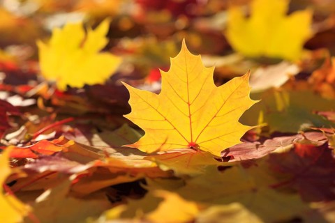 Maple leaf