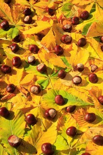 Horse Chestnut ( Aesculus hippocastanum) , Chestnut, Switzerland, Europe