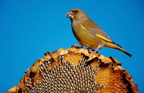Greenfinch (Carduelis chloris) on sunflower, Lower Saxony, Germany, finches, Europe