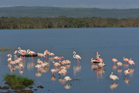 Lesser Flamingo (Phoenicopterus minor), flock of flamingoes in Lake Nakuru, Lake Nakuru National