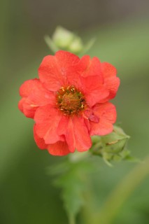 Avens (Geum coccineum)