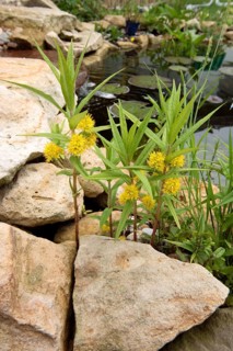 Tufted loosestrife (Lysimachia thyrsiflora)