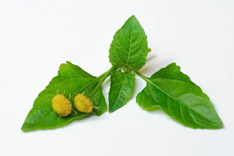Paracress (Spilanthes oleracea) (Acmella oleracea), tingling button, toothache plant