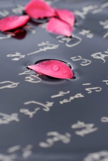 Camellia, petals and Japanese (Camellia japonica) characters