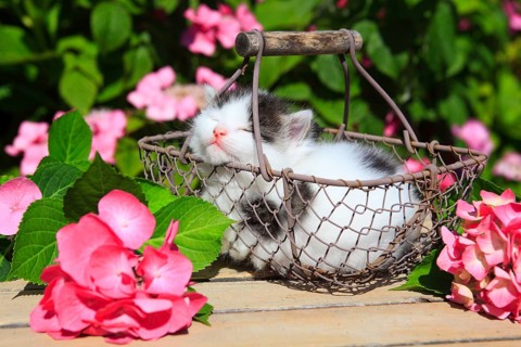 House cat, kitten, 3 weeks, in wire basket