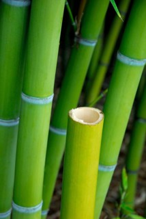 Bamboo, bamboo trunks, bamboo canes, bamboo stalks, hollow