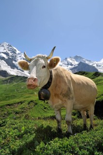 Portrait of a brown domestic cattle (Bos taurus) with cowbell in a meadow, Swiss Alps, Switzerland,