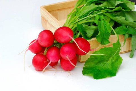 Radish (Raphanus sativus var. sativus)