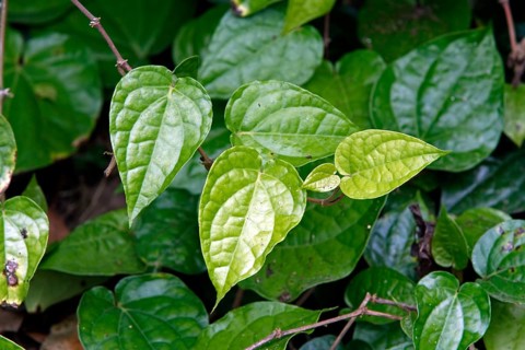 Betel (Piper betel)