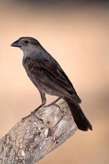 Bronzed Cowbird, juvenile, Sonora Desert, Arizona (Molothrus aeneus milleri), USA, North America