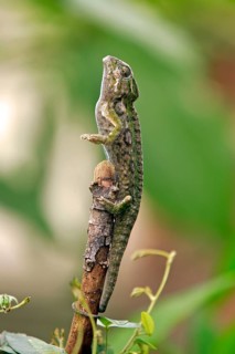 Warty Chameleon (Furcifer verrucosus), male, Magadascar, side