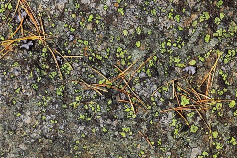 Pine needles, Switzerland, Europe