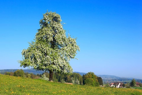 Pear tree in bloom ( Pyrus communis) , Pear, Switzerland, Europe