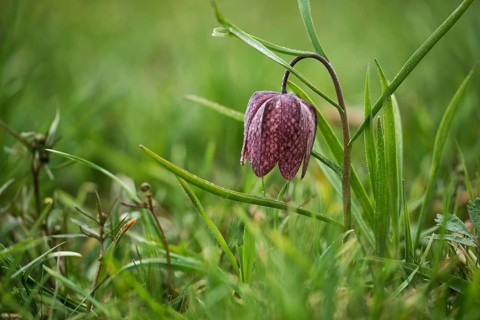 Fritillary, snake's head fritillary or chess flower (Fritillaria meleagris), Austria, Europe