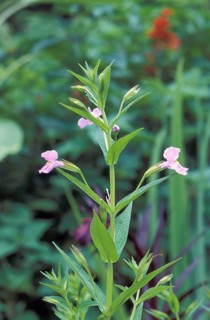Allegheny Monkey Flower (Mimulus ringens)