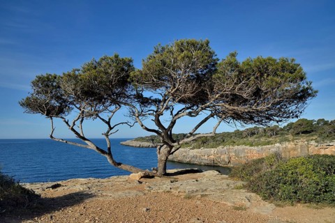 Pine tree, near Cala Pi, Majorca, Balearic Islands, Spain, Europe
