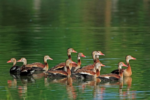 Red-billed Whistling Ducks, Pantanal, Brazil, Black-bellied Whistling Duck (Dendrocygna