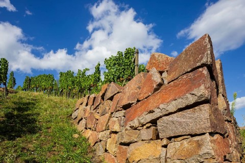 Dry stone walls in the vineyard, Radebeul vineyards, Radebeul, Saxony, Germany, Europe