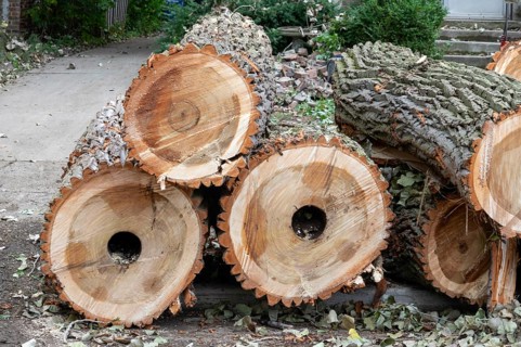 Detroit, Michigan, A storm with 70mph wind gusts blew down a 15-ton, 110-foot cottonwood, damaging