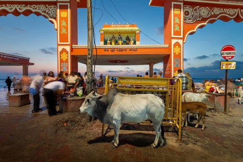 Sacred cow at Ghat Agni Theertham in front of sunrise, Rameswaram, Pamban Island, Tamil Nadu,