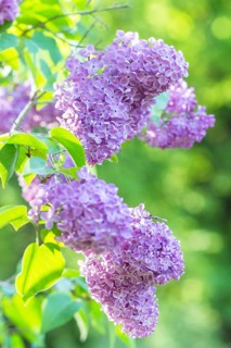 Blooming lilac in the botanical garden in spring