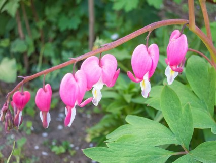 Dicentra bloom in spring garden