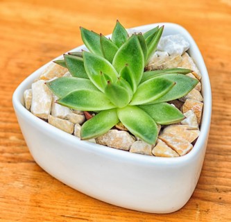 Beautiful little plant, succulent in a small ceramic flower pot with decorative stones