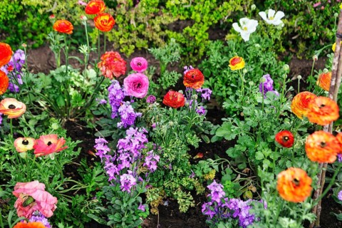 Splendour of flower-bed in spring, flowerbed in gardens, Generalife Gardens, Alhambra, Granada,