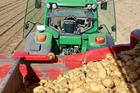 Agriculture potato harvesting
