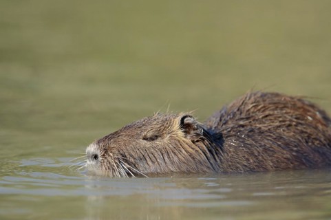 Nutria (Myocastor coypus) swimming in the water, neozoa, Camargue, France, Europe