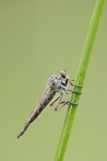 Common awl robberfly (Neoitamus cyanurus), female, North Rhine-Westphalia, Germany, Europe