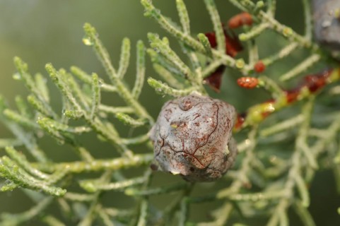 Arizona cypress (Cupressus arizonica), cones, ornamental tree, North Rhine-Westphalia, Germany,