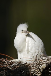 Cattle egret (Bubulcus ibis), young bird in nest, Camargue, France, Europe