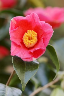 Japanese camellia (Camellia japonica), flower, ornamental plant, North Rhine-Westphalia, Germany,