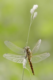 Black-tailed skimmer (Orthetrum cancellatum), female, North Rhine-Westphalia, Germany, Europe