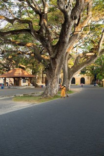 Man sweeping leaves in historic fort area of the town of Galle, Sri Lanka, Asia