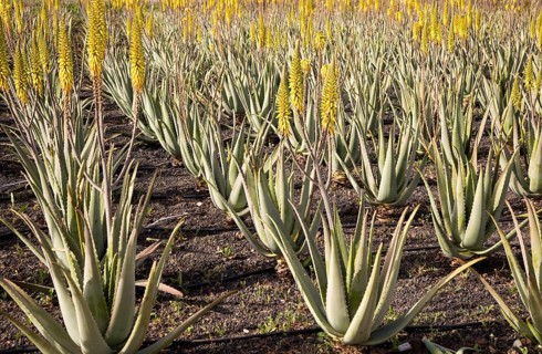 Aloe vera plants growing in field, Oliva, Fuerteventura, Canary Islands, Spain, Europe