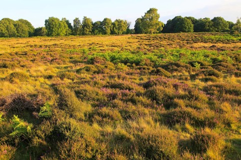 Heather and bracken on heathland, Suffolk Sandlings, near Shottisham, England, UK