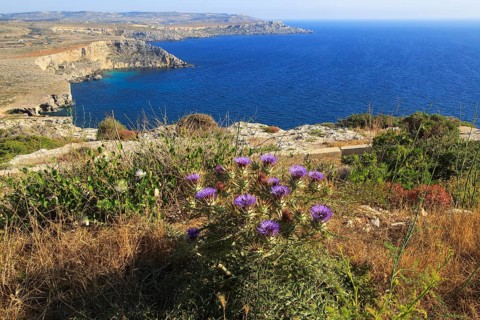 Coastal scenery of cliffs and blue sea looking south from Res il-Qammieh, Marfa Peninsula, Republic