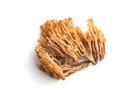 Clavaria (coral mushroom) isolated on white background. Top view, flat lay, close up