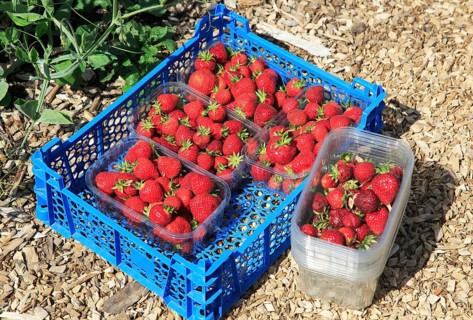 Freshly picked strawberries vegetable garden, Sissinghurst castle gardens, Kent, England, UK