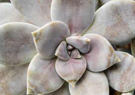Beautiful succulent plant in greenhouse. Closeup, floral patterns, selective focus